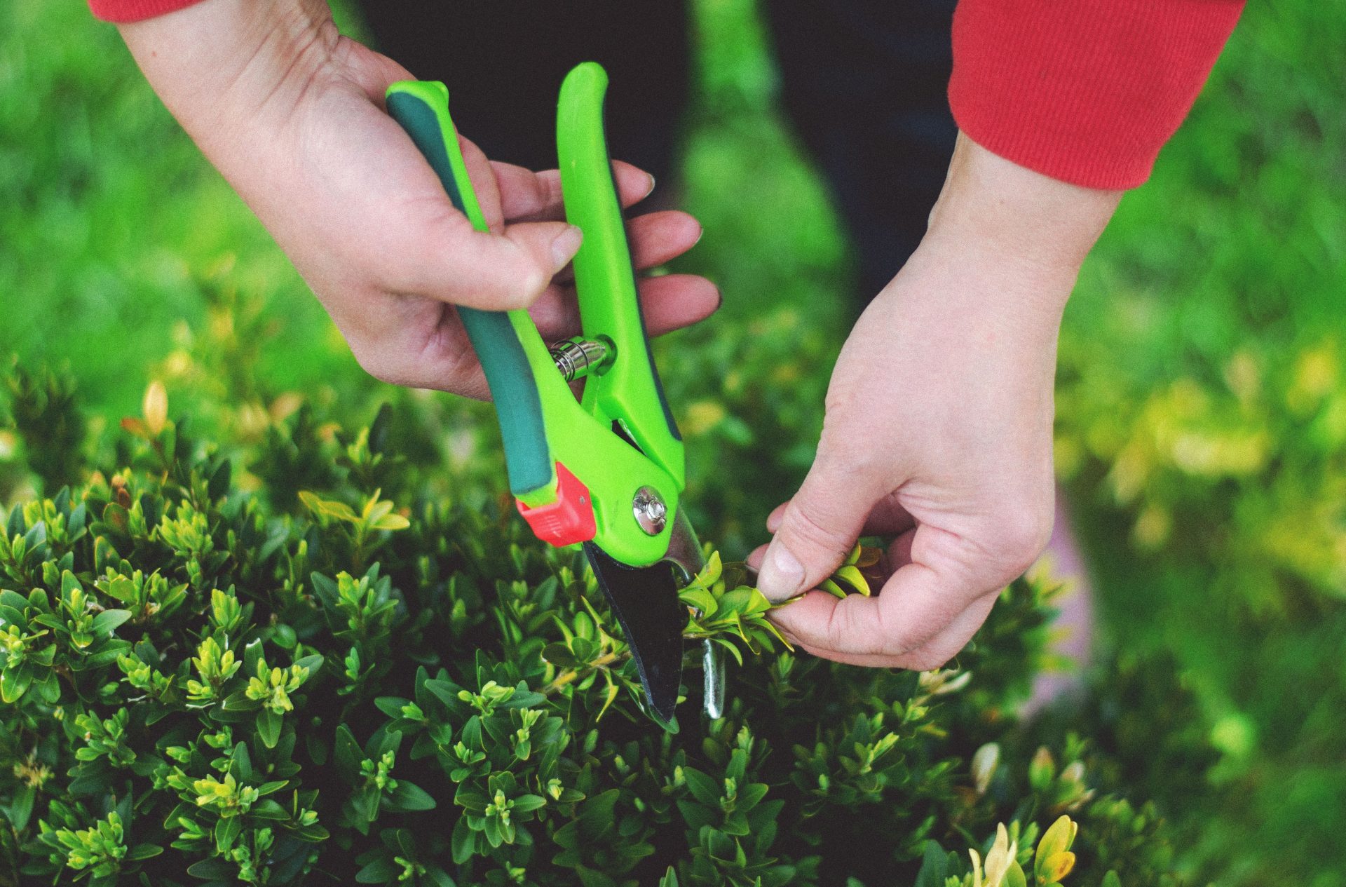 Hände, die eine Gartenschere benutzen, um Pflanzen in einem Garten zu beschneiden.